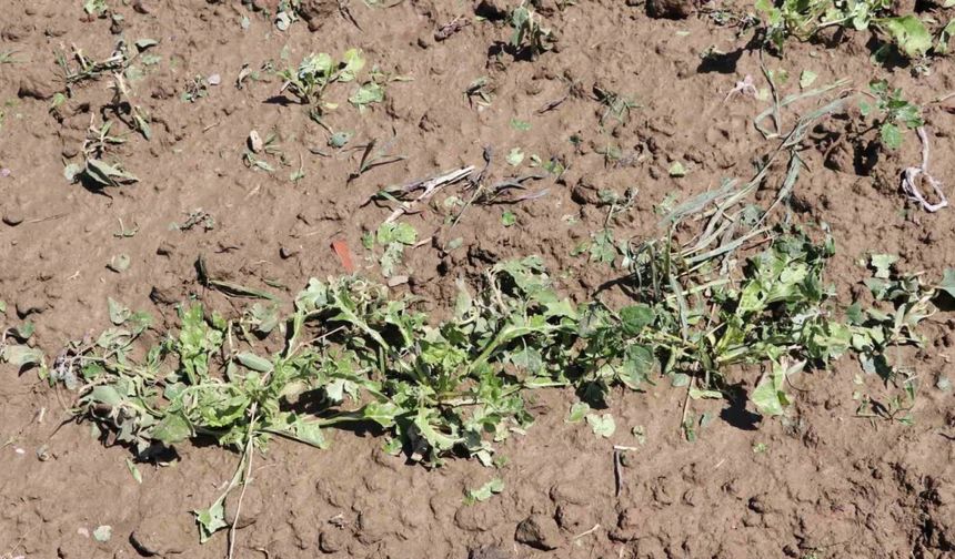 Keşan’da dolu bin 500 dekar ekili arazide zarara yol açtı