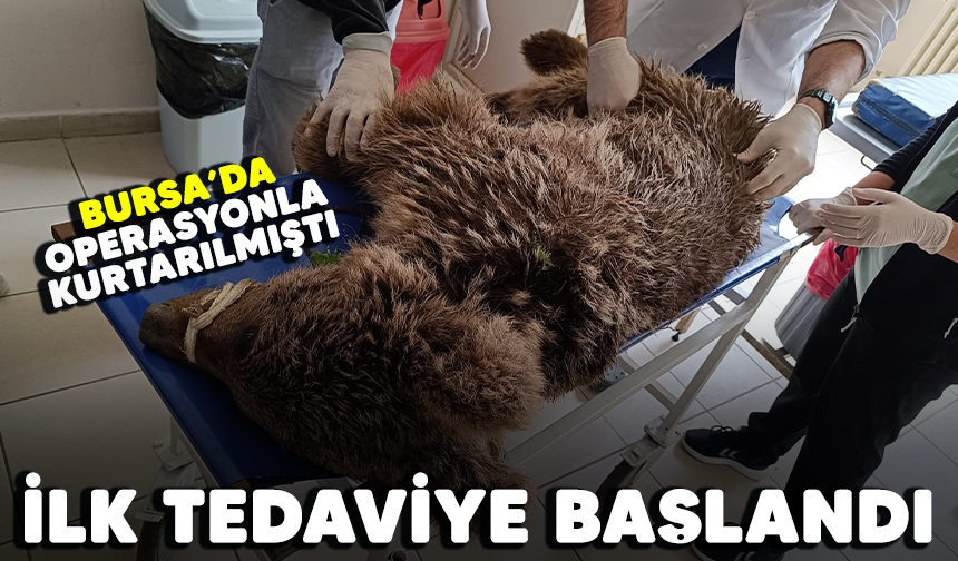Bursa'da operasyonla kurtarılmıştı! İlk tedaviye başlandı