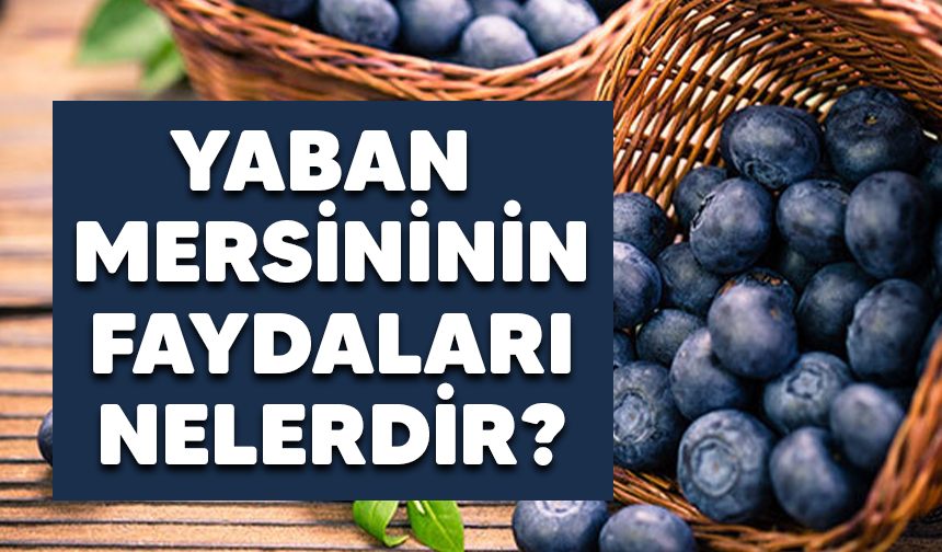 Yaban Mersininin Faydaları Nelerdir?