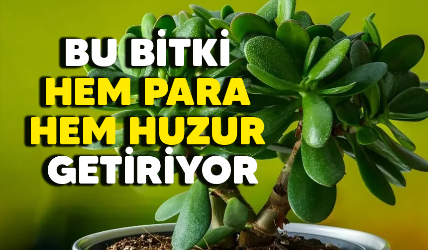 Para çiçeğinin (Pilea) anlamı ve faydaları