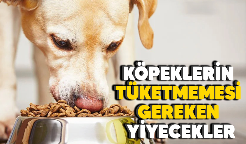 Köpeklerin yememesi gereken besinler nelerdir?