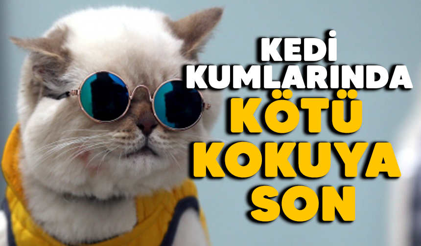 Kedi Kumları Neden Kokar ve Kokusuz Kedi Kumları