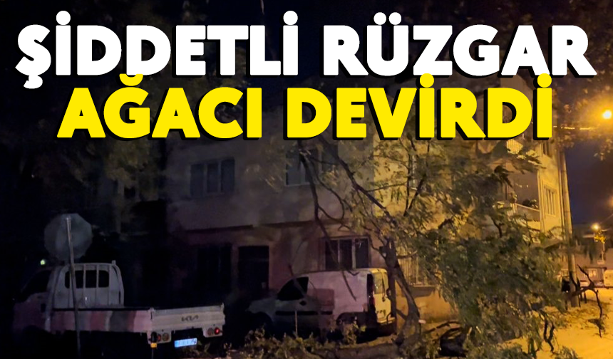 Bursa'da şiddetli rüzgar ağacı devirdi