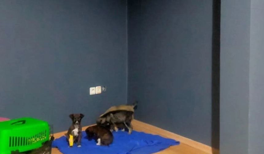 Çöpe atılan yavru köpeklerle ilgili 2 kişi gözaltına alındı