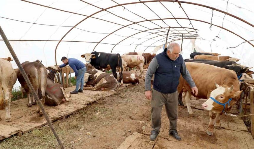 Başiskele’deki kurbanlık satış yerinde hazırlıklar tamam