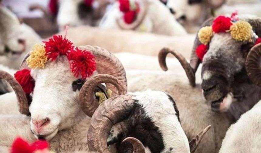 Kurban kesmek kimlere vaciptir? Diyanet cevapladı