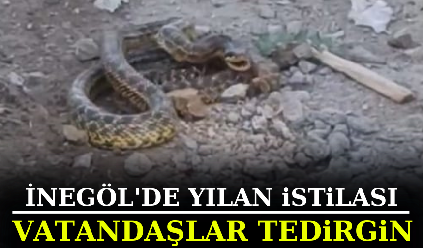 İnegöl’de yılan istilası; vatandaşlar Tedirgin