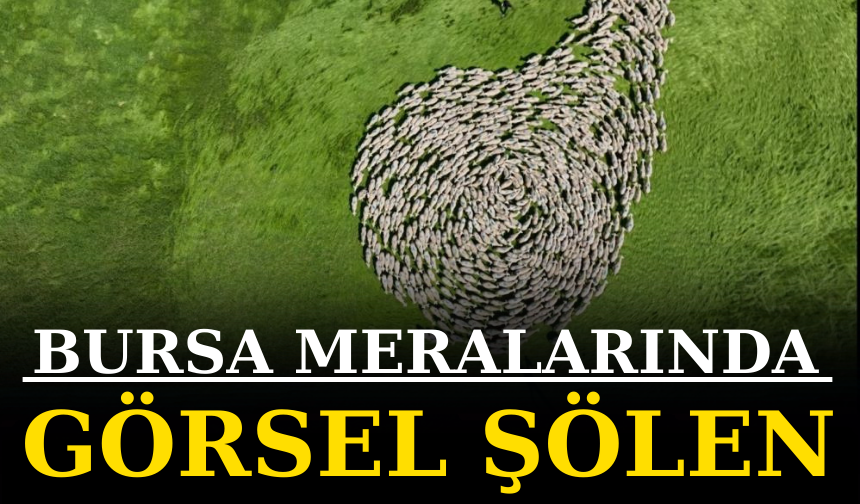 Bursa meralarında binlerce koyundan görsel şölen