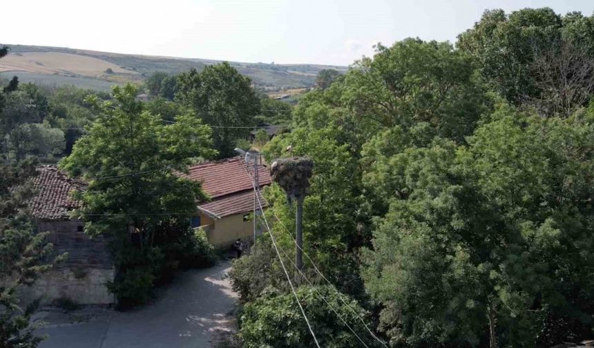 Arnavutköy’de yavrulayınca göçe devam edemeyen leylek mahallenin maskotu oldu