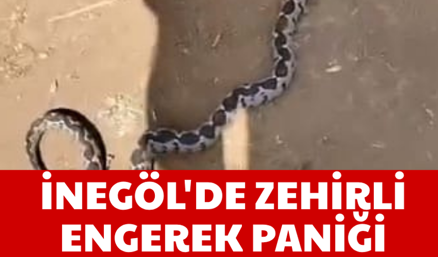 İnegöl'de zehirli engerek paniği