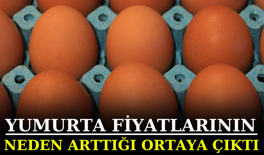 Yumurta fiyatlarının neden arttığı ortaya çıktı