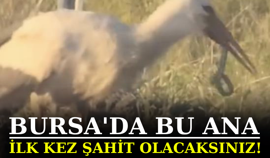 Leylek ve kartalın yılan avı kamerada