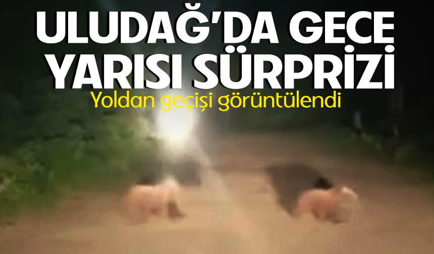 Anne ayı ve yavruları mesire alanında görüntülendi