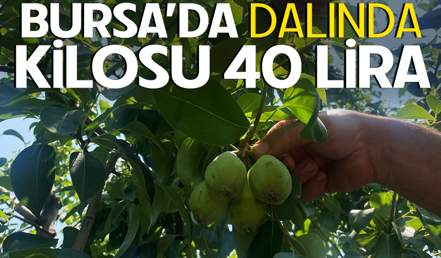 Bursa'da Santa Maria Armut dalında 40 lira