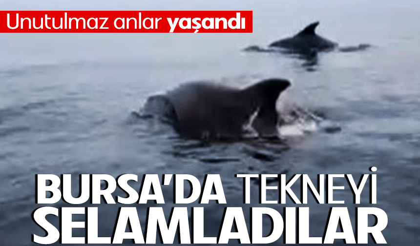Bursa'da sahilde yunuslarla unutulmaz karşılaşma
