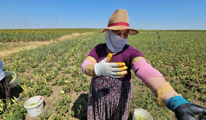 Keşan’ın altın değeri: Siğilli bamyası tarladan sofraya alın teriyle geliyor