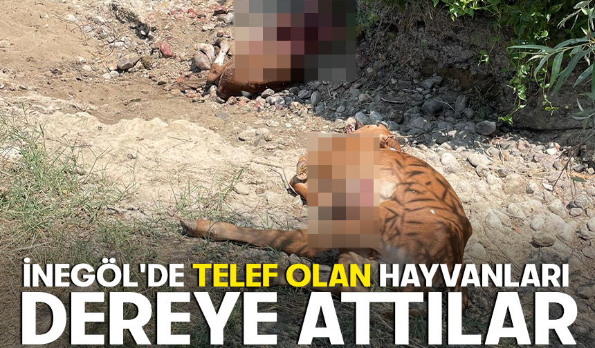 İnegöl'de telef olan hayvanları dereye attılar