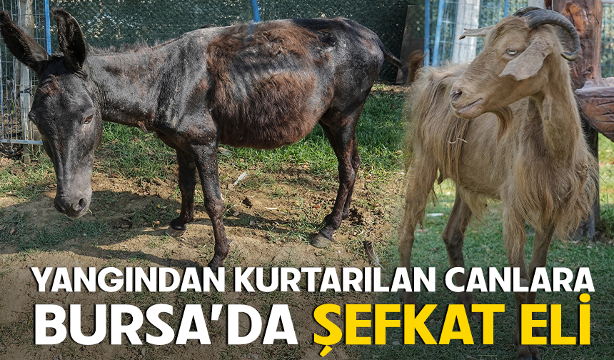 Yangından kurtarılan hayvanlar Bursa’da güvende