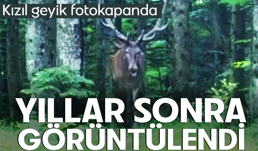 Kızıl geyik Bursa dağlarında kameraya yakalandı