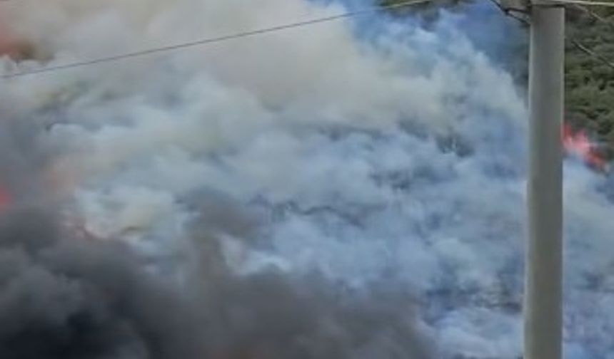 Kocaeli’de ağaçlık alanda yangın çıktı