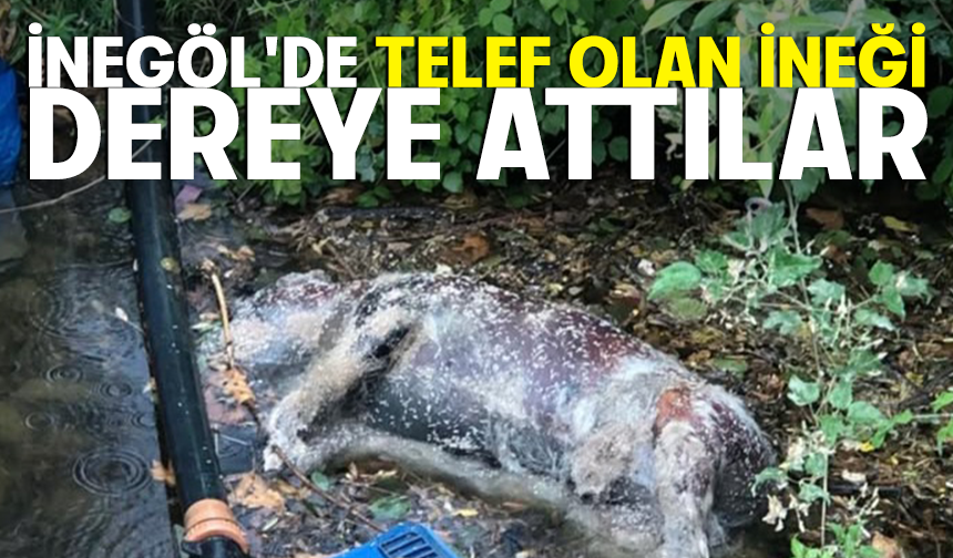 İNEGÖL'DE TELEF OLAN İNEĞİ DEREYE ATTILAR