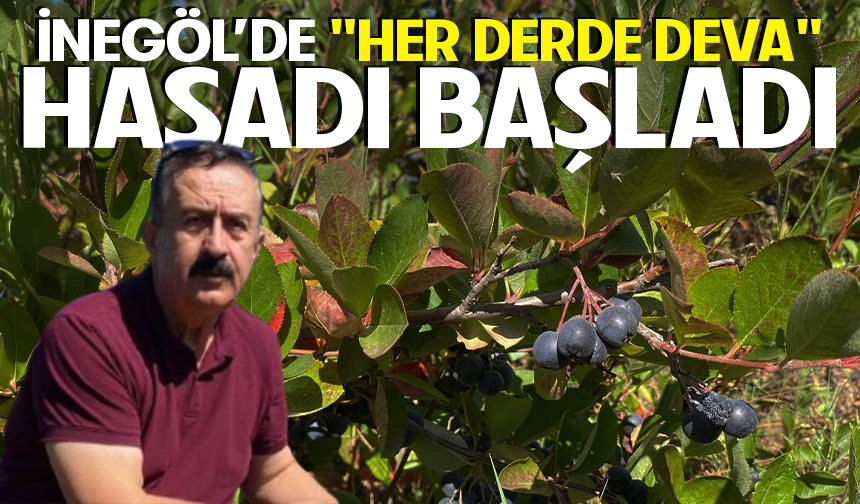 İnegöl'de "Her derde deva" hasadı başladı