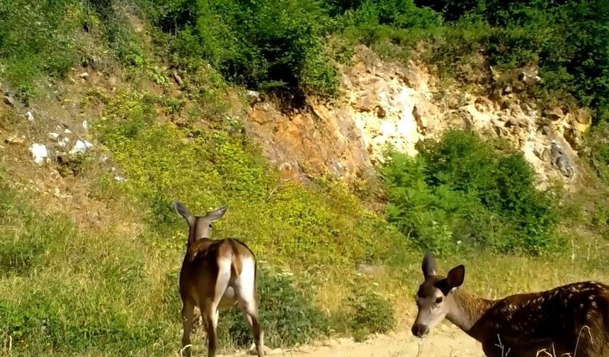 Uludağ'da kızıl geyik ailesi kameralarda