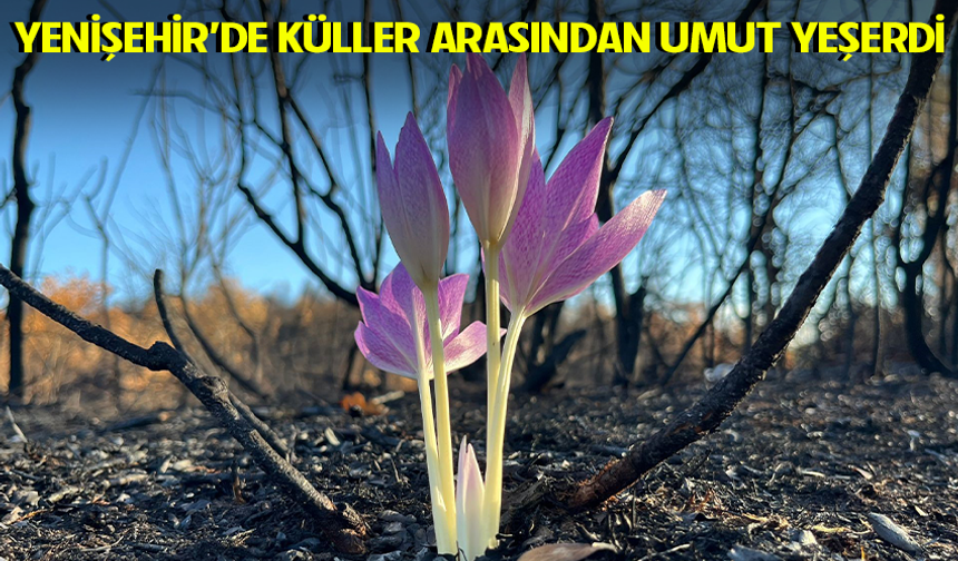 Yenişehir'de yanan ormanda açan çiçek gönülleri ısıttı
