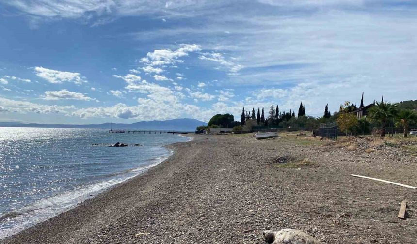 Çanakkale’de sahile ölü caretta carettalar vurdu