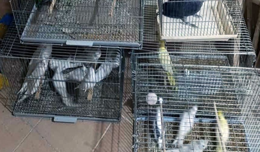 Çorlu’da Egzotik Kuş Operasyonu: Ceza yağdı