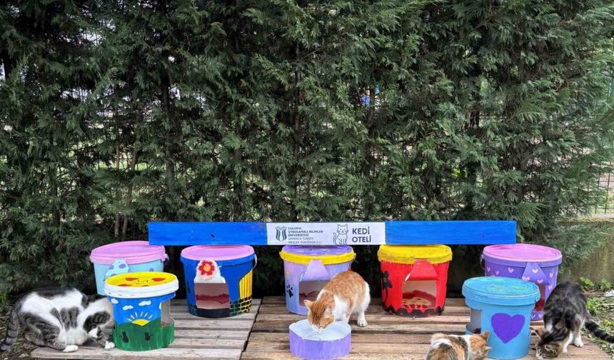 Geri dönüştürülen kovalar kedi oteline dönüştü