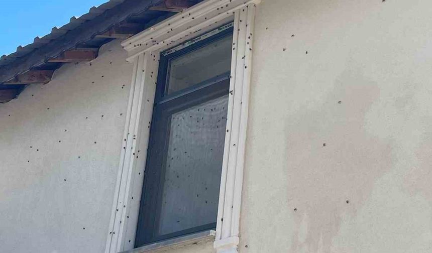 Kahverengi kokarca böceği istilası