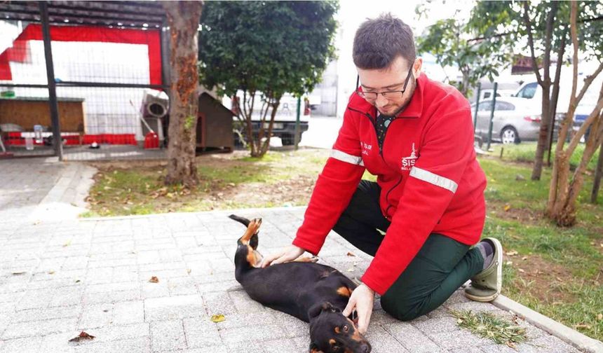 Şişli Belediyesi’nden sokak hayvanlarına şefkat eli