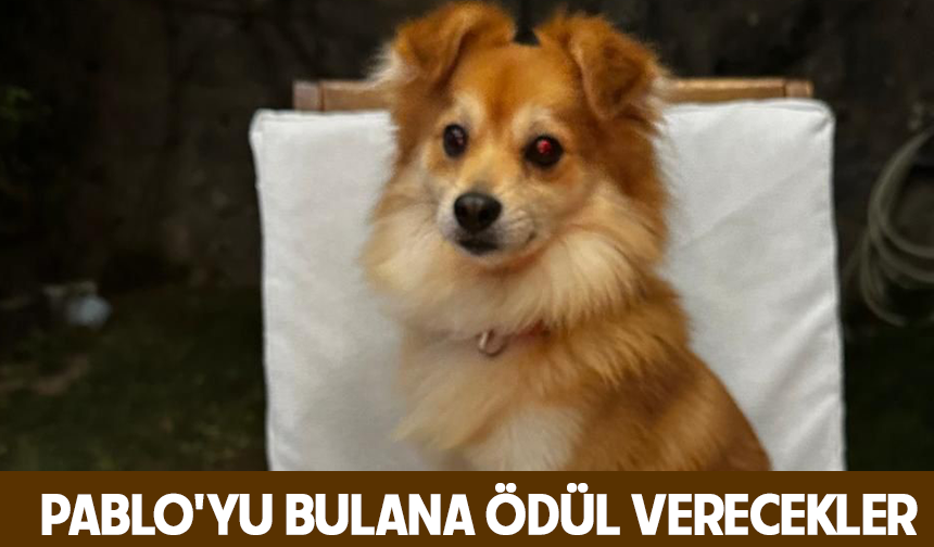 Pablo'yu bulana 50 bin lira ödül verecekler