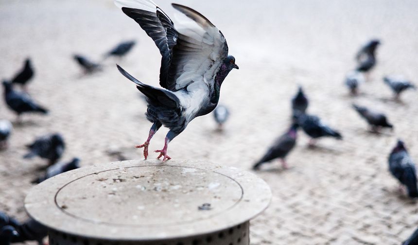 Rusya'dan güvercinlerin uçuşuna yön veren "biyodron" projesi!