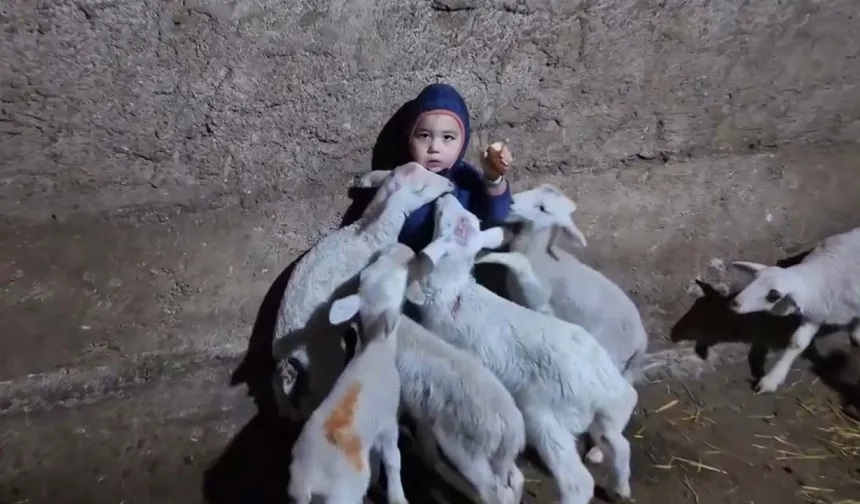 Kuzuların arasında kalan minik Yusuf’un tatlı halleri gülümsetti