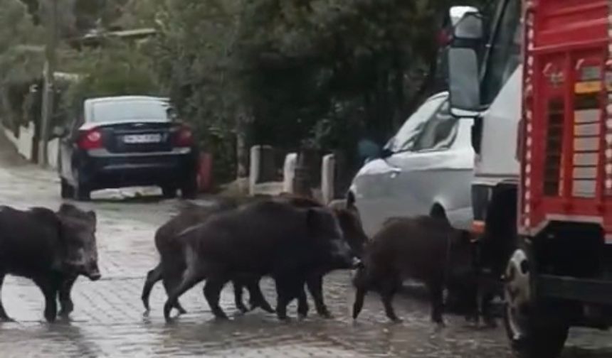 Ayvalık’ta yağmurlu havada aç kalan domuzlar şehir merkezine indi