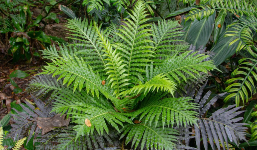 Nadir toprak elementi bir bitkiden çıktı!