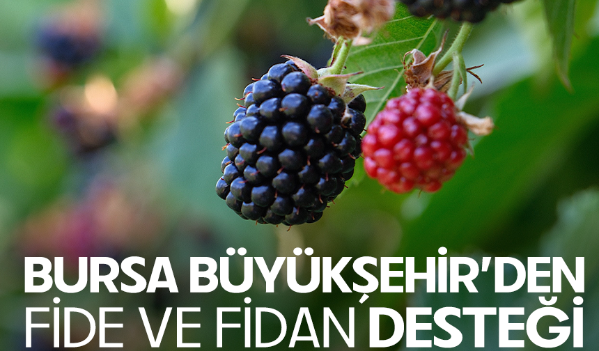 Bursa Büyükşehir 9 üründe fide ve fidan desteğinde bulunacak