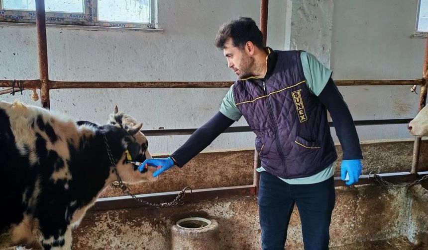 Şap hastalığına karşı aşılama çalışması yapıldı