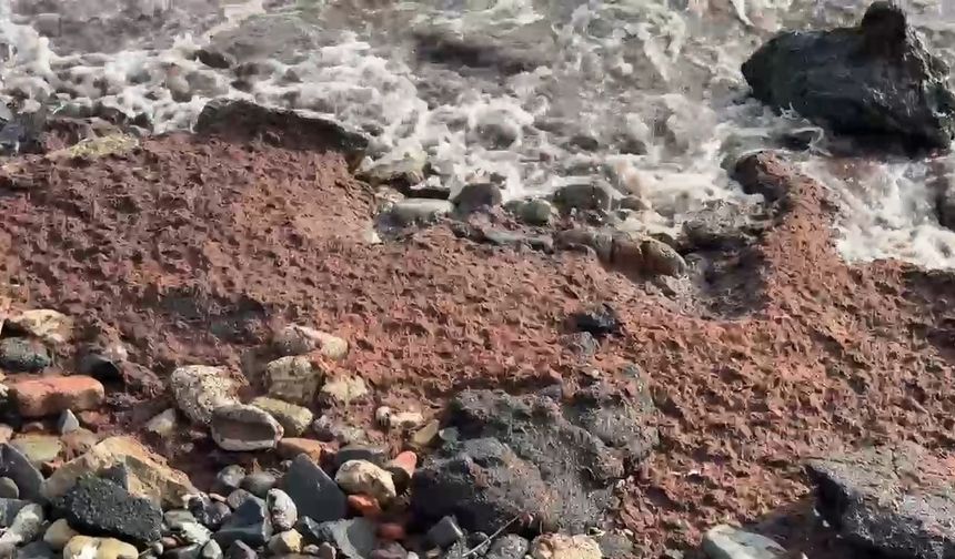 Tekirdağ’da poyraz kızıl yosun sürükledi