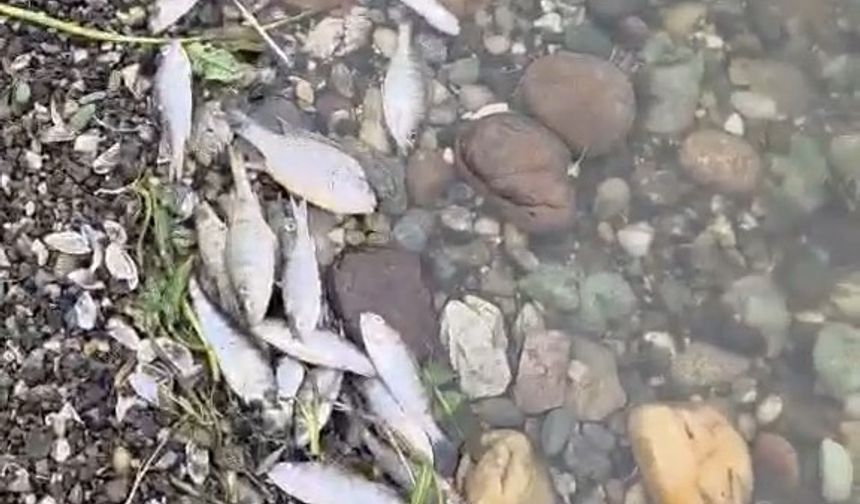 Tekirdağ Malkara'da barajda balık ölümleri tedirgin etti