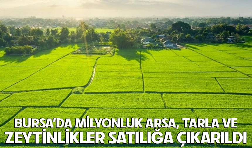 Bursa'da milyonluk arsa, tarla ve zeytinlikler satılığa çıkarıldı