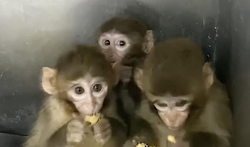 Bursa'da 3 makak maymunu koruma altına alındı