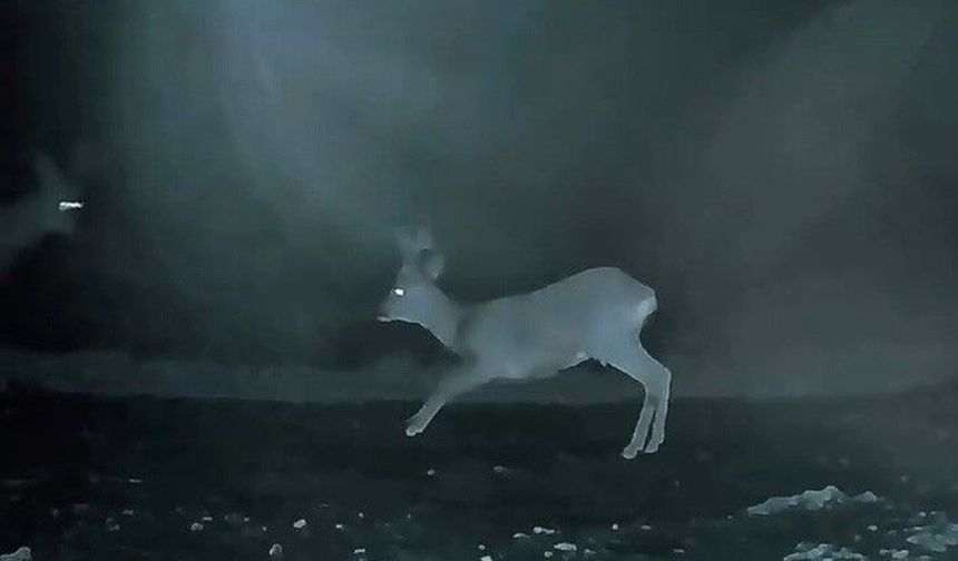 Ganos'ta doğanın neşesi karacalar görüntülendi