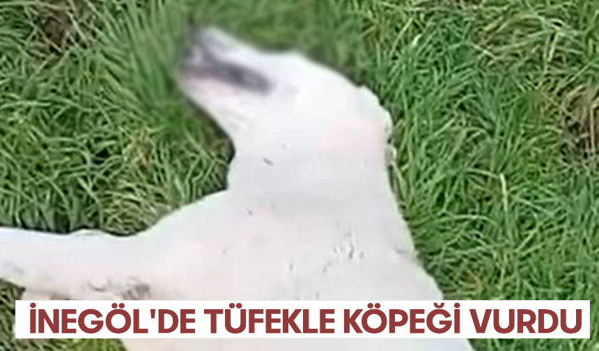 İnegöl'de tüfekle köpeği vurdu