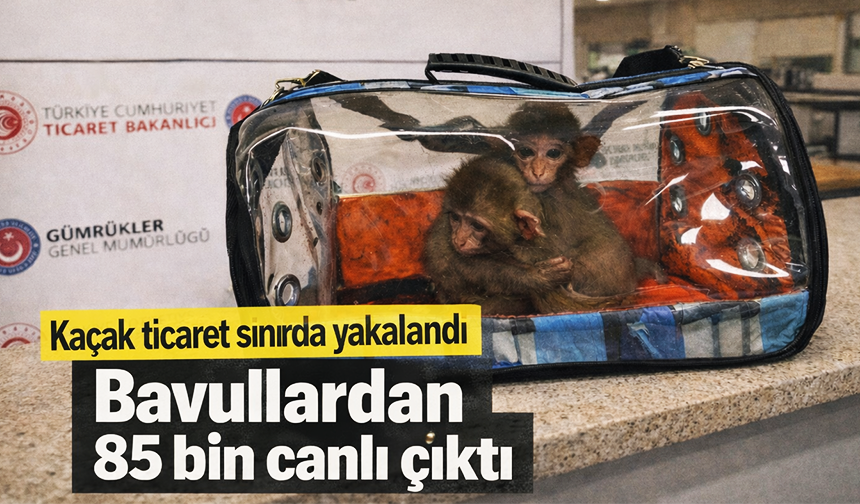 2025’te 85 bin 342 kaçak canlı hayvan ele geçirildi