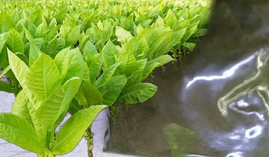 Maraş otu kullananlar dikkat: Günde 8 paket sigaraya bedel