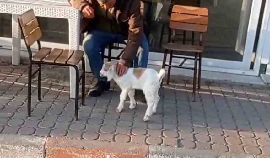 Edirne'de de 'keçi ile alışveriş' keyfi