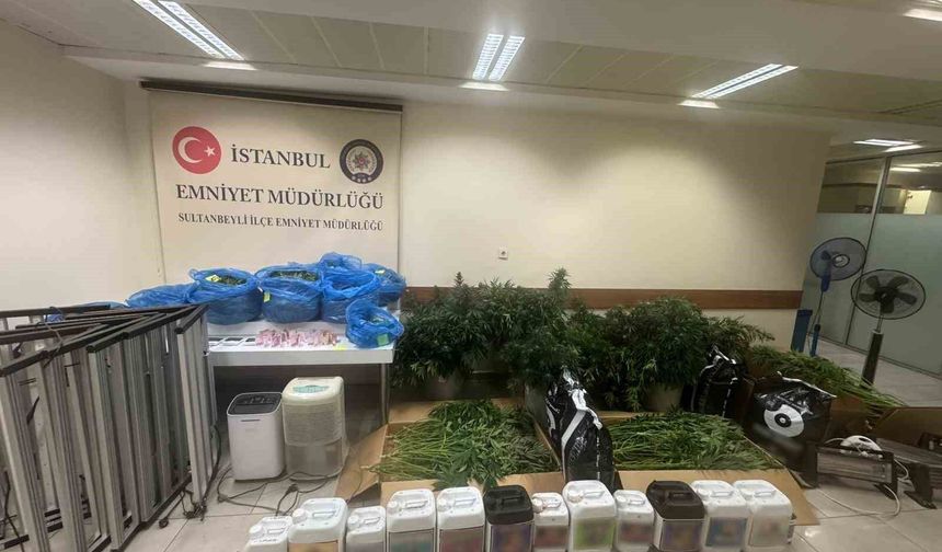 Sultanbeyli'de kenevir serasına baskın: 21 kilo Hint keneviri ele geçirildi